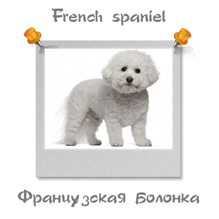 Фразы про породы собак на английском